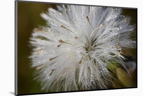 Close-up of dandelion seed with dew drops, Glenview, Illinois, USA-Panoramic Images-Mounted Photographic Print