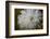 Close-up of dandelion seed with dew drops, Glenview, Illinois, USA-Panoramic Images-Framed Photographic Print