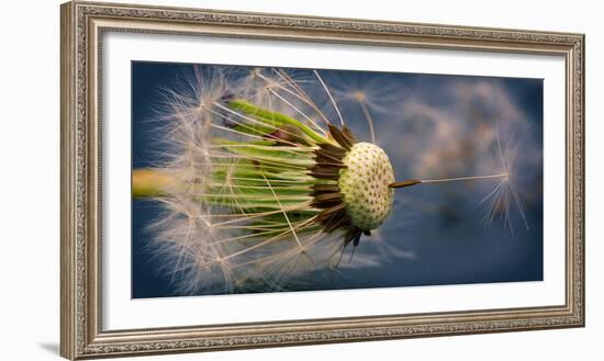 Close-Up of Dandelion Seed-Daniil Belyay-Framed Photographic Print