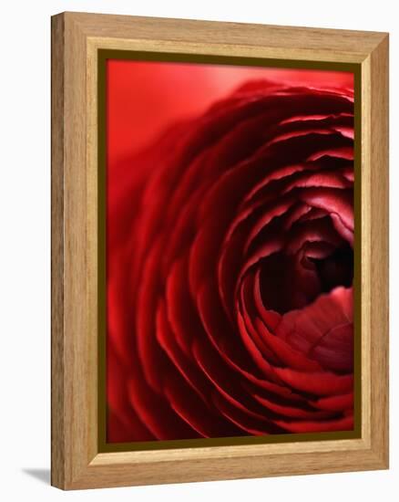 Close-Up of Dark Red Persian Buttercup-Clive Nichols-Framed Premier Image Canvas