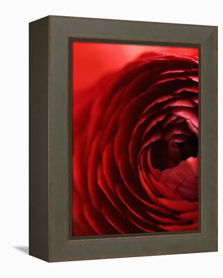 Close-Up of Dark Red Persian Buttercup-Clive Nichols-Framed Premier Image Canvas