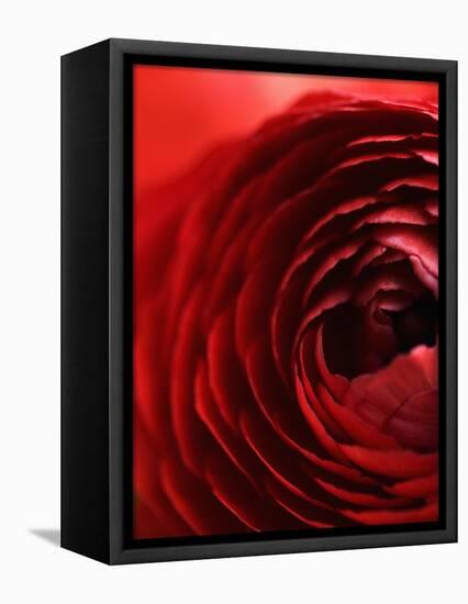 Close-Up of Dark Red Persian Buttercup-Clive Nichols-Framed Premier Image Canvas