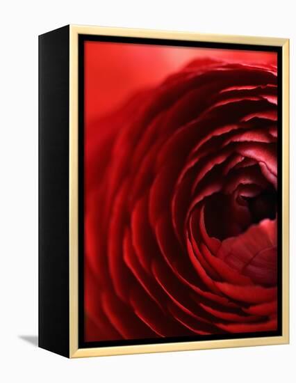 Close-Up of Dark Red Persian Buttercup-Clive Nichols-Framed Premier Image Canvas