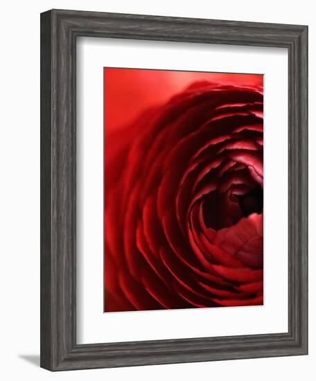 Close-Up of Dark Red Persian Buttercup-Clive Nichols-Framed Photographic Print