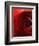 Close-Up of Dark Red Persian Buttercup-Clive Nichols-Framed Photographic Print