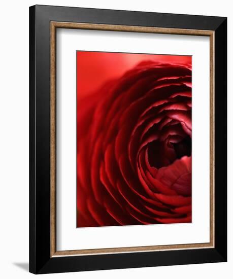 Close-Up of Dark Red Persian Buttercup-Clive Nichols-Framed Photographic Print