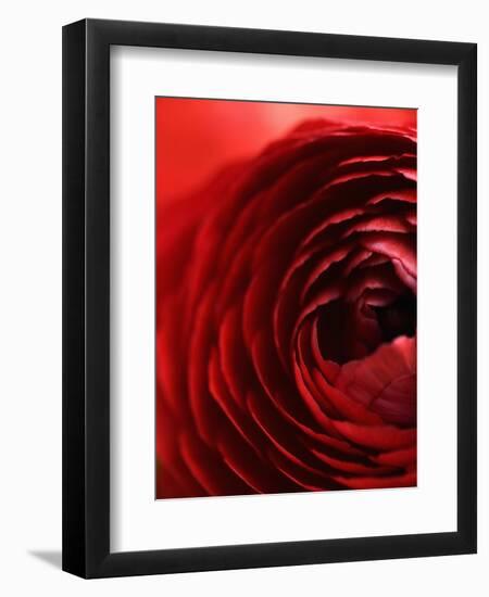 Close-Up of Dark Red Persian Buttercup-Clive Nichols-Framed Photographic Print