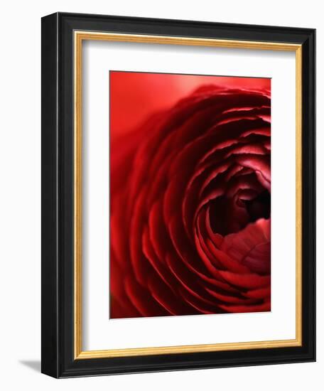 Close-Up of Dark Red Persian Buttercup-Clive Nichols-Framed Photographic Print