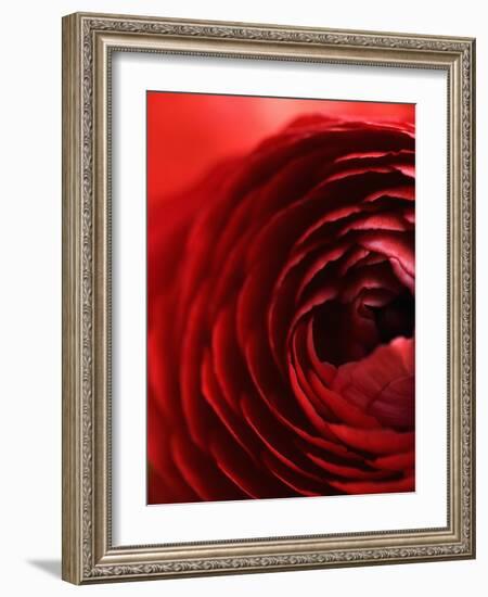 Close-Up of Dark Red Persian Buttercup-Clive Nichols-Framed Photographic Print