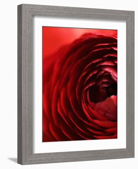 Close-Up of Dark Red Persian Buttercup-Clive Nichols-Framed Photographic Print