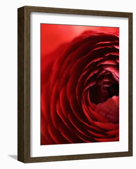 Close-Up of Dark Red Persian Buttercup-Clive Nichols-Framed Photographic Print