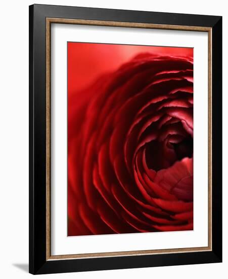 Close-Up of Dark Red Persian Buttercup-Clive Nichols-Framed Photographic Print