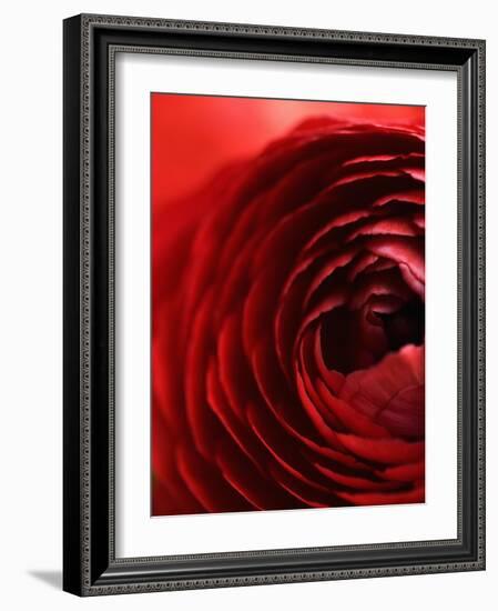 Close-Up of Dark Red Persian Buttercup-Clive Nichols-Framed Photographic Print