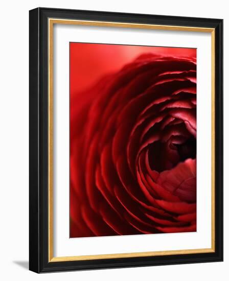 Close-Up of Dark Red Persian Buttercup-Clive Nichols-Framed Photographic Print