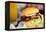 Close up of Delicious Fresh Burger with Cheese and Bacon-BlueOrange Studio-Framed Premier Image Canvas