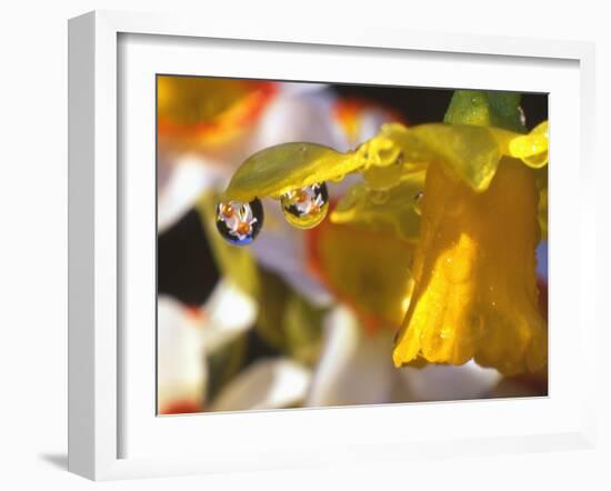 Close-up of Dewdrops Clinging to Petal of Daffodil Flower in Springtime, Multnomah County, Oregon-Steve Terrill-Framed Photographic Print