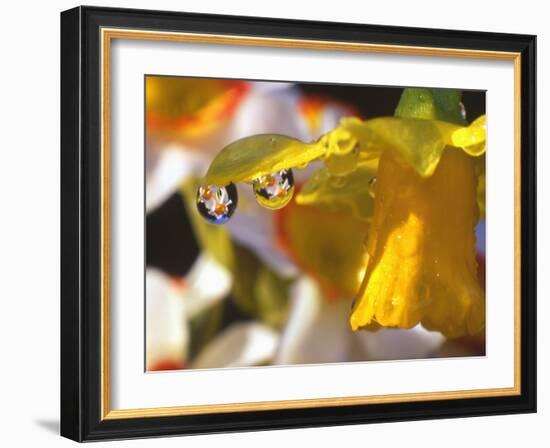 Close-up of Dewdrops Clinging to Petal of Daffodil Flower in Springtime, Multnomah County, Oregon-Steve Terrill-Framed Photographic Print