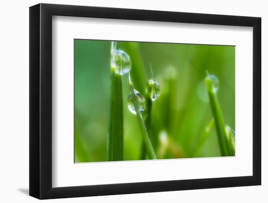 Close-Up of Dewdrops on Grass-Matt Freedman-Framed Photographic Print