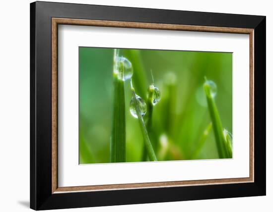 Close-Up of Dewdrops on Grass-Matt Freedman-Framed Photographic Print