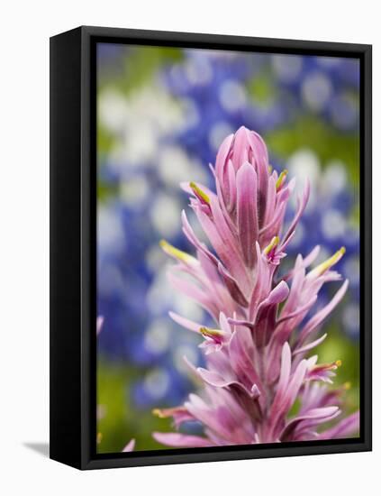 Close-Up of Downy Paintbrush, Texas, Usa-Julie Eggers-Framed Premier Image Canvas