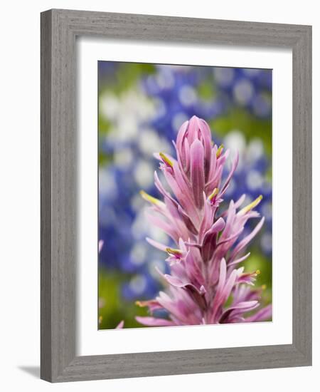 Close-Up of Downy Paintbrush, Texas, Usa-Julie Eggers-Framed Photographic Print