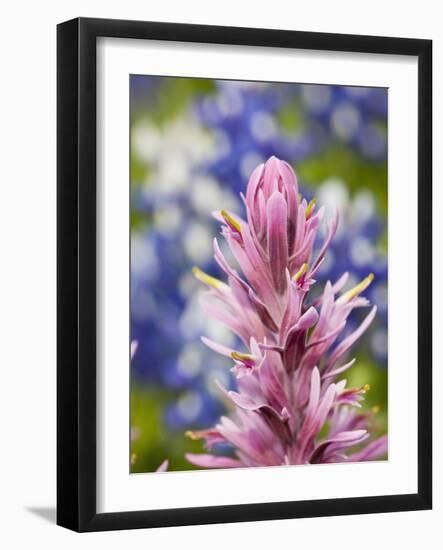 Close-Up of Downy Paintbrush, Texas, Usa-Julie Eggers-Framed Photographic Print