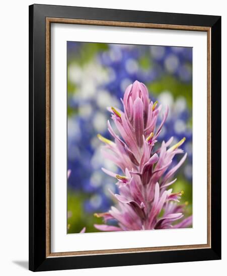 Close-Up of Downy Paintbrush, Texas, Usa-Julie Eggers-Framed Photographic Print