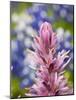 Close-Up of Downy Paintbrush, Texas, Usa-Julie Eggers-Mounted Photographic Print