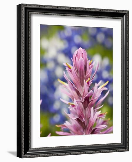 Close-Up of Downy Paintbrush, Texas, Usa-Julie Eggers-Framed Photographic Print