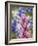 Close-Up of Downy Paintbrush, Texas, Usa-Julie Eggers-Framed Photographic Print