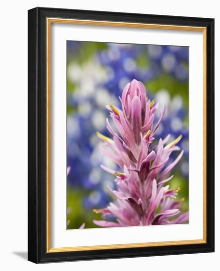 Close-Up of Downy Paintbrush, Texas, Usa-Julie Eggers-Framed Photographic Print