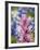 Close-Up of Downy Paintbrush, Texas, Usa-Julie Eggers-Framed Photographic Print