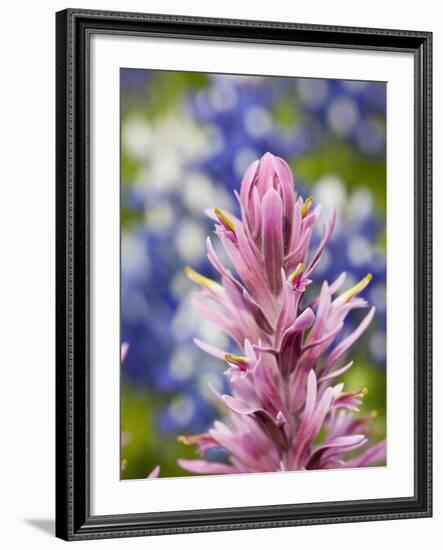 Close-Up of Downy Paintbrush, Texas, Usa-Julie Eggers-Framed Photographic Print