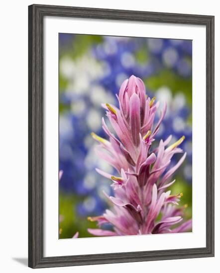 Close-Up of Downy Paintbrush, Texas, Usa-Julie Eggers-Framed Photographic Print