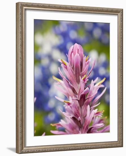 Close-Up of Downy Paintbrush, Texas, Usa-Julie Eggers-Framed Photographic Print