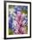 Close-Up of Downy Paintbrush, Texas, Usa-Julie Eggers-Framed Photographic Print