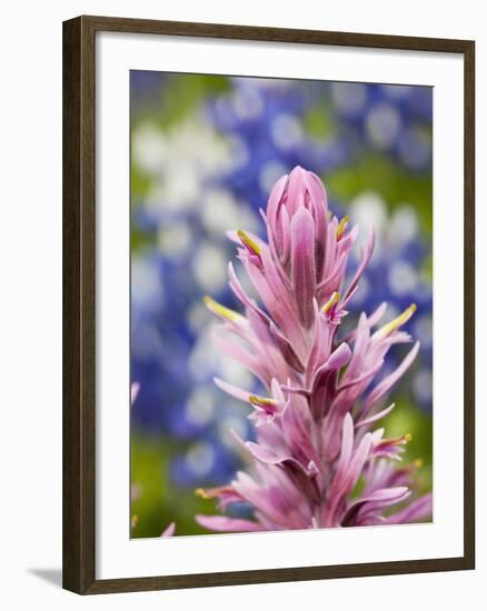 Close-Up of Downy Paintbrush, Texas, Usa-Julie Eggers-Framed Photographic Print