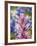 Close-Up of Downy Paintbrush, Texas, Usa-Julie Eggers-Framed Photographic Print