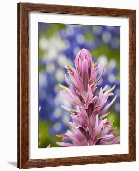 Close-Up of Downy Paintbrush, Texas, Usa-Julie Eggers-Framed Photographic Print