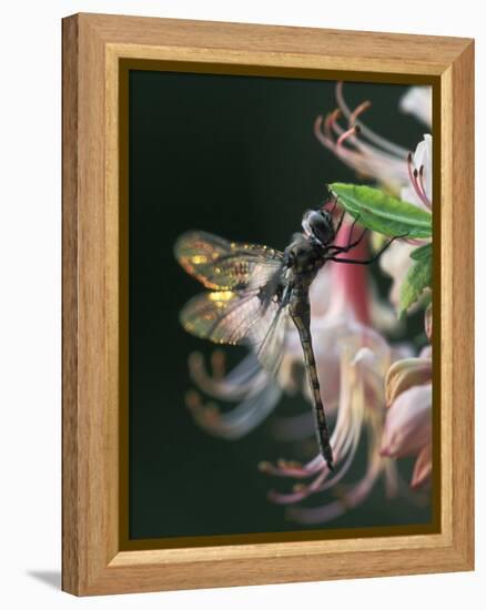 Close-up of Dragonfly Backlit on Azalea, Georgia, USA-Nancy Rotenberg-Framed Premier Image Canvas