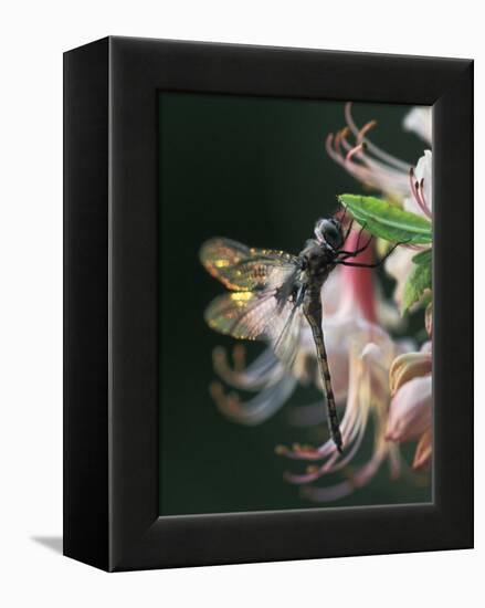 Close-up of Dragonfly Backlit on Azalea, Georgia, USA-Nancy Rotenberg-Framed Premier Image Canvas