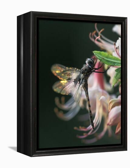 Close-up of Dragonfly Backlit on Azalea, Georgia, USA-Nancy Rotenberg-Framed Premier Image Canvas