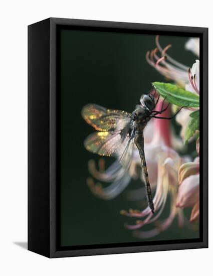 Close-up of Dragonfly Backlit on Azalea, Georgia, USA-Nancy Rotenberg-Framed Premier Image Canvas