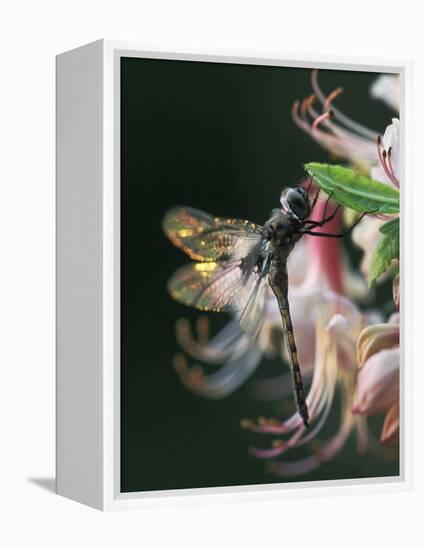 Close-up of Dragonfly Backlit on Azalea, Georgia, USA-Nancy Rotenberg-Framed Premier Image Canvas