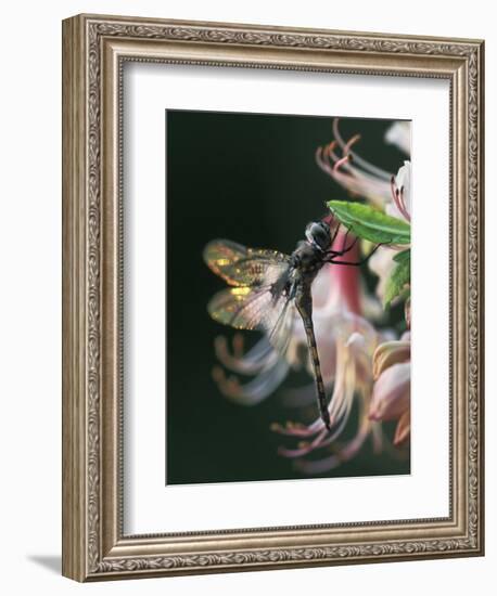 Close-up of Dragonfly Backlit on Azalea, Georgia, USA-Nancy Rotenberg-Framed Photographic Print