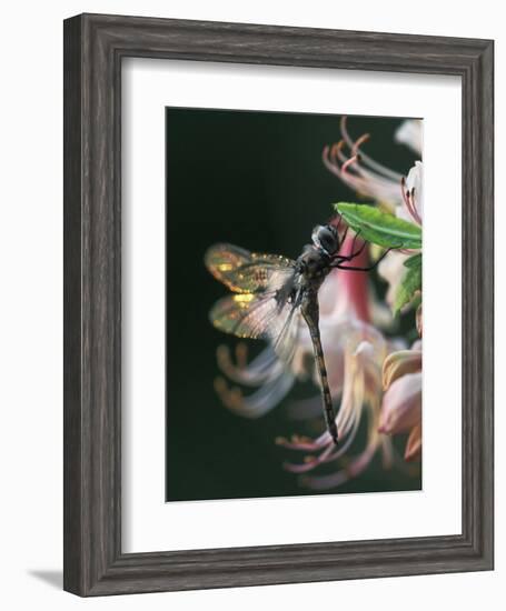 Close-up of Dragonfly Backlit on Azalea, Georgia, USA-Nancy Rotenberg-Framed Photographic Print