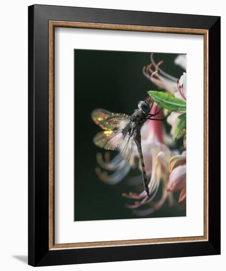 Close-up of Dragonfly Backlit on Azalea, Georgia, USA-Nancy Rotenberg-Framed Photographic Print