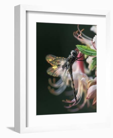 Close-up of Dragonfly Backlit on Azalea, Georgia, USA-Nancy Rotenberg-Framed Photographic Print