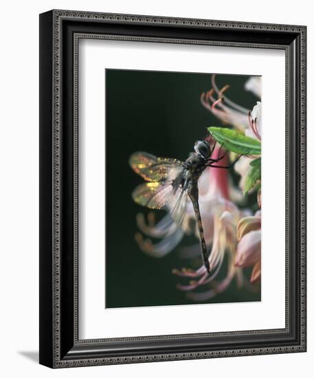 Close-up of Dragonfly Backlit on Azalea, Georgia, USA-Nancy Rotenberg-Framed Photographic Print