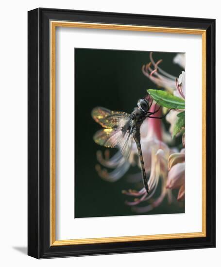 Close-up of Dragonfly Backlit on Azalea, Georgia, USA-Nancy Rotenberg-Framed Photographic Print